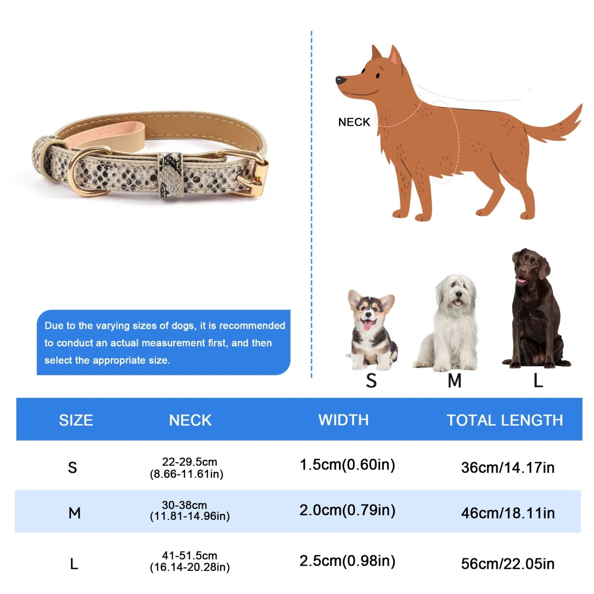Collier chien chic dimensions