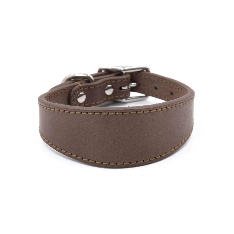 collier chiot whippet de couleur brun