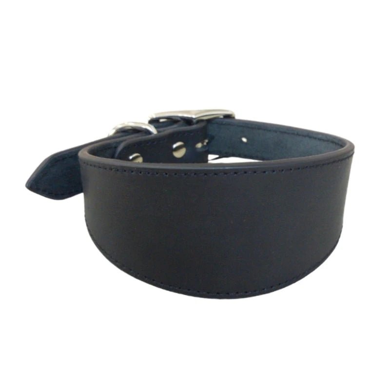 collier chiot whippet de couleur noir