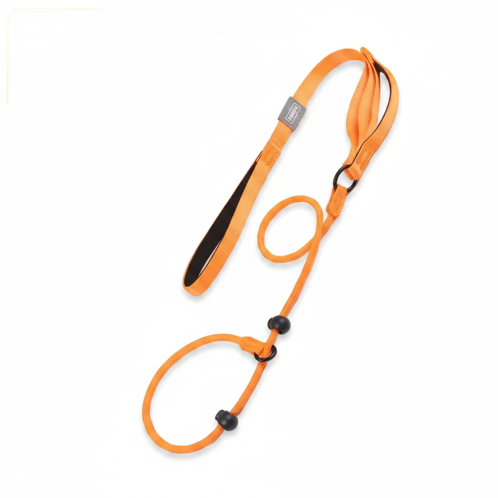 Collier education chiot de couleur orange 