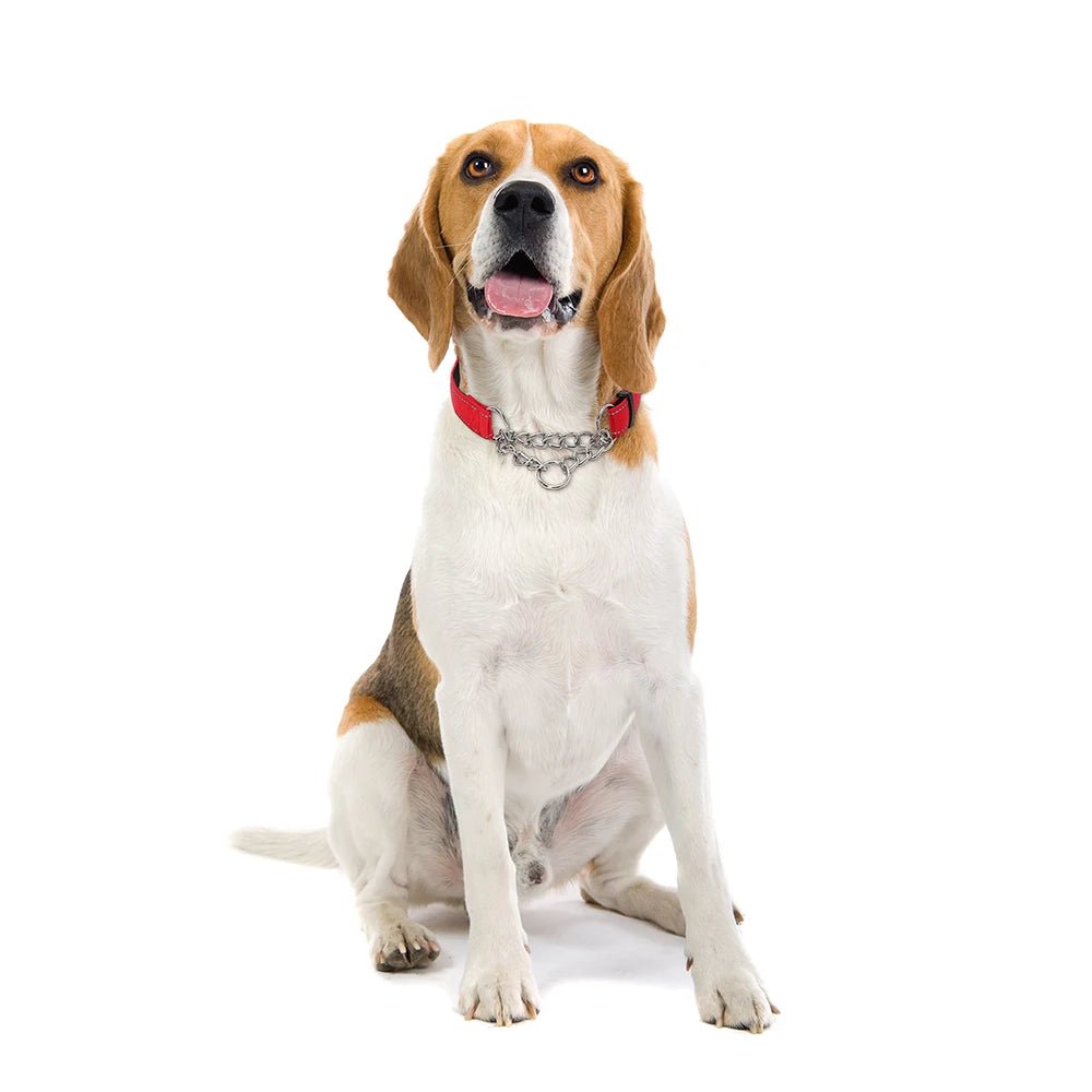 collier étrangleur chien de couleur rouge pour grand chien en nylon résistant. Image produit Boutiquechien