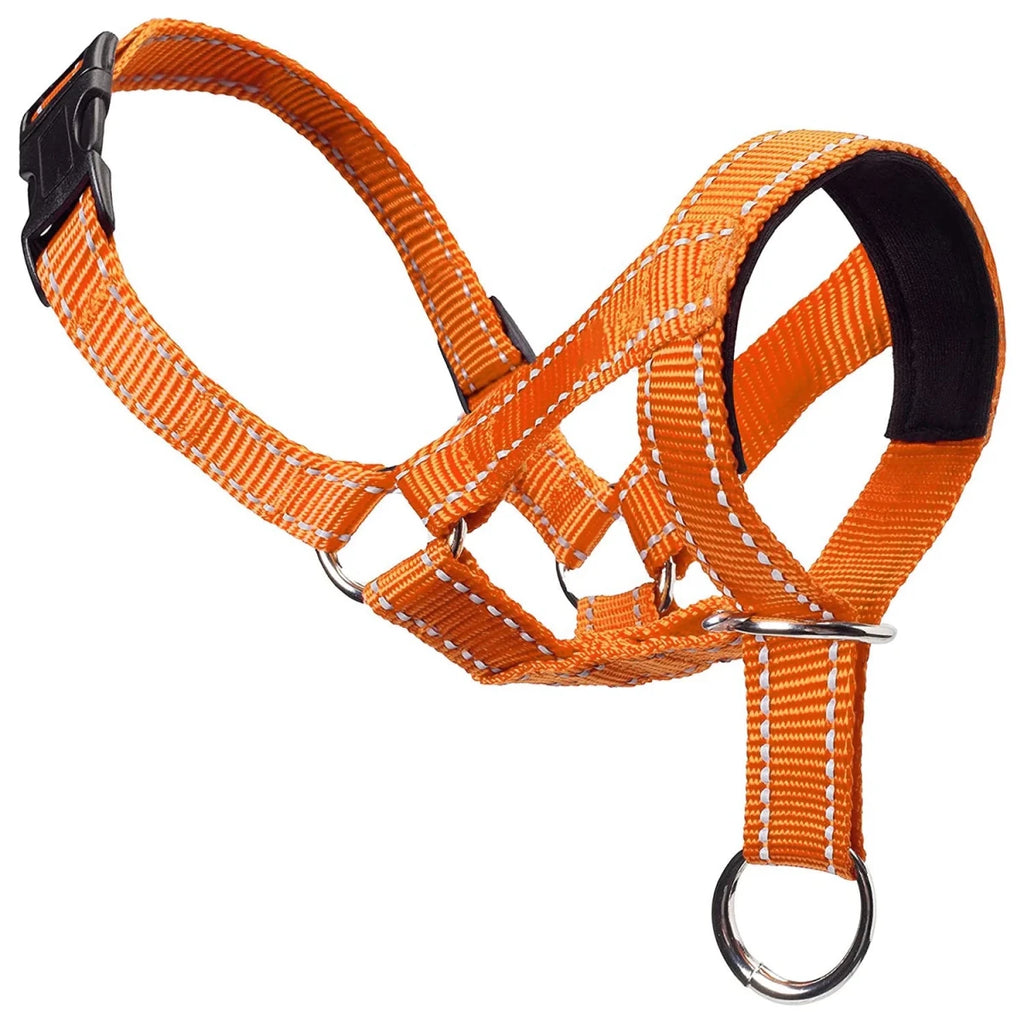 Collier licol pour chien orange