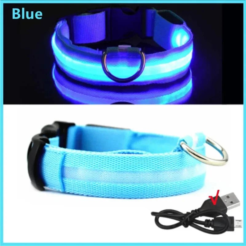 Collier lumineux chien poil long bleu