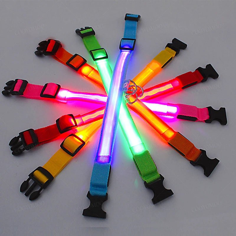 Collier lumineux chien poil long avec des colliers de couleurs différentes mis en cercle  Image