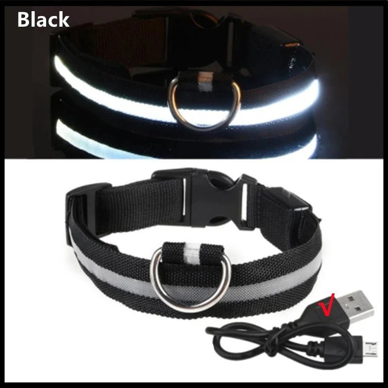 Collier lumineux chien poil long noir