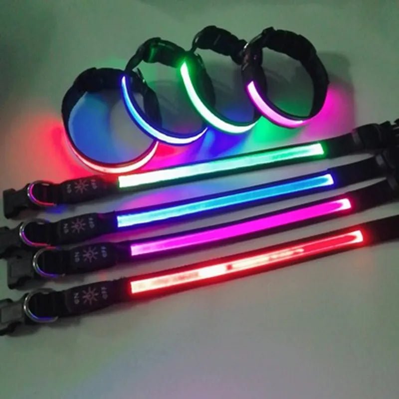 collier lumineux pour petit chien de couleurs différentes illuminé