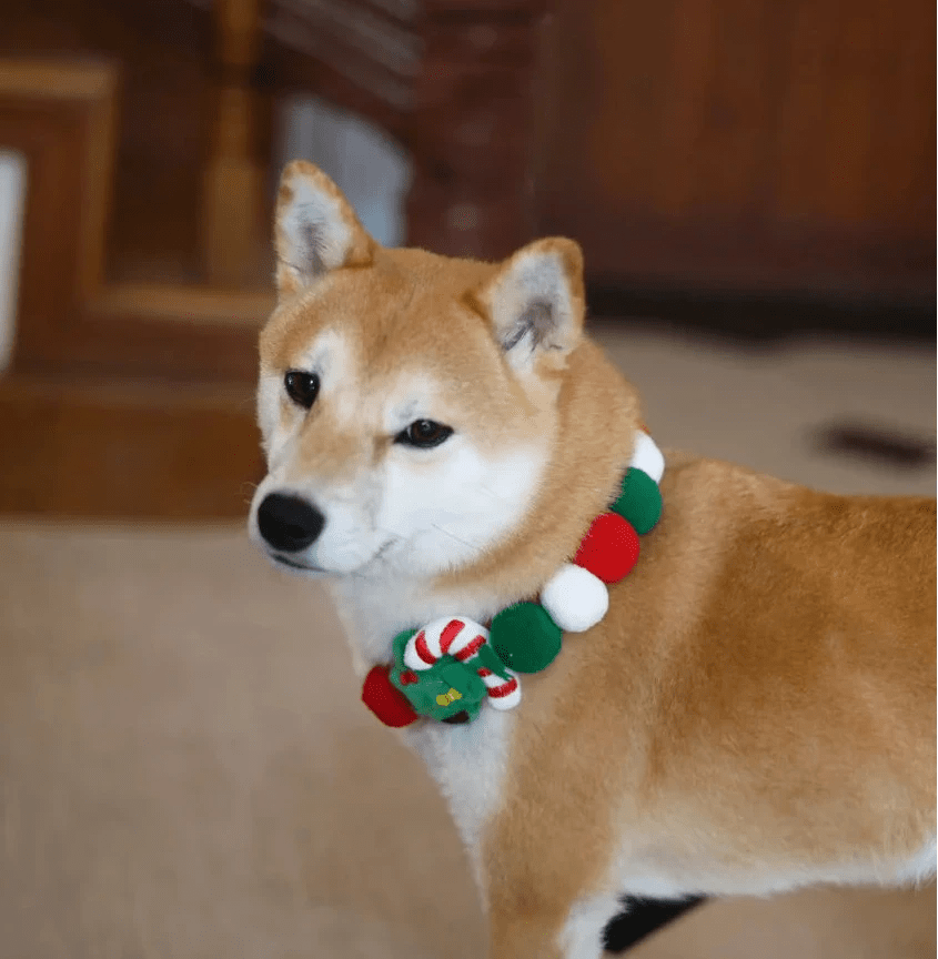 Collier noel pour chien sur un shiba 
