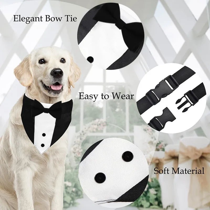 Collier pour chien fantaisie avantages 