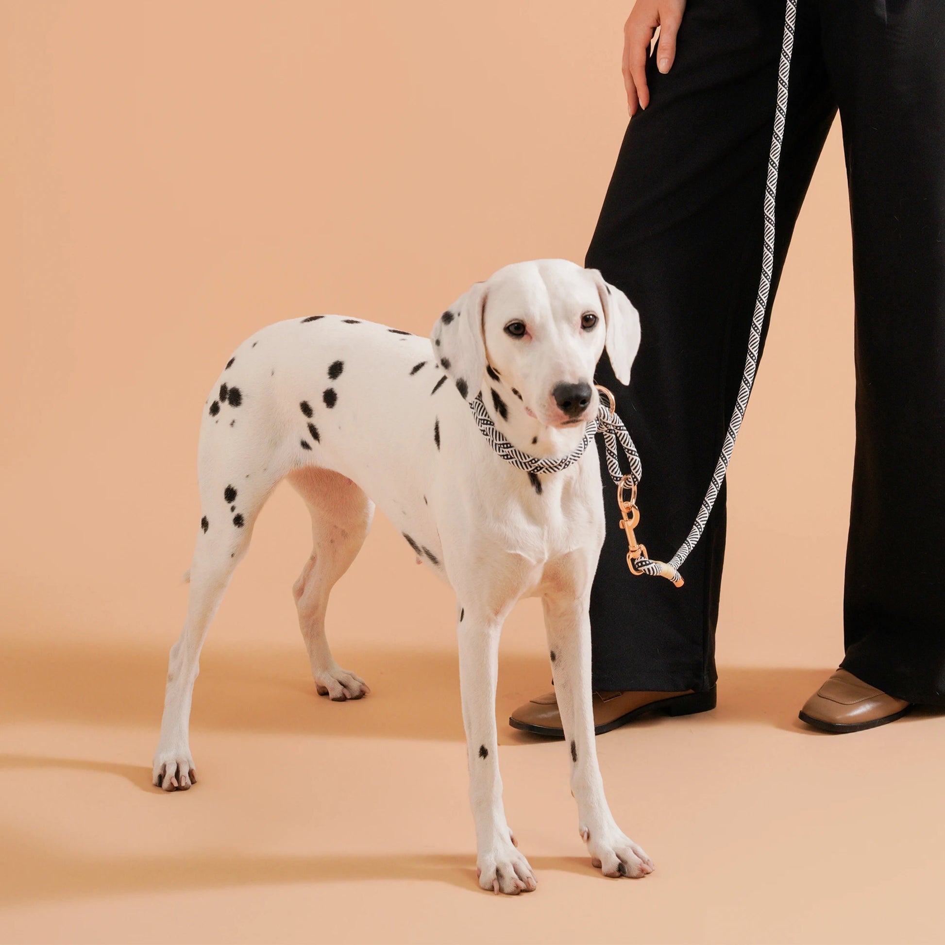 collier chiot beagle de couleur blanc et noir sur un dalmatien de couleur blanc et noir avec en fond une femme portant un pantalon noir dans un fond beige