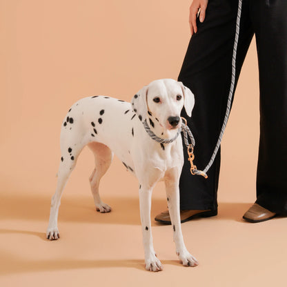 collier chiot beagle de couleur blanc et noir sur un dalmatien de couleur blanc et noir avec en fond une femme portant un pantalon noir dans un fond beige