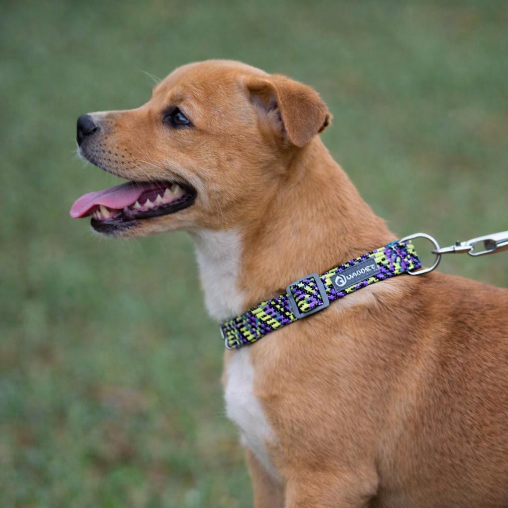chiot de couleur claire avec le plastron blanc portant un collier pour chiot de couleur violet et jaune dans un fond d'herbe