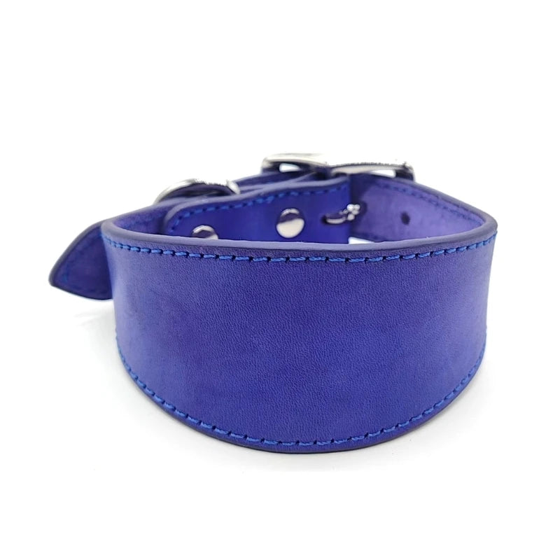 collier chiot whippet de couleur bleu fonce