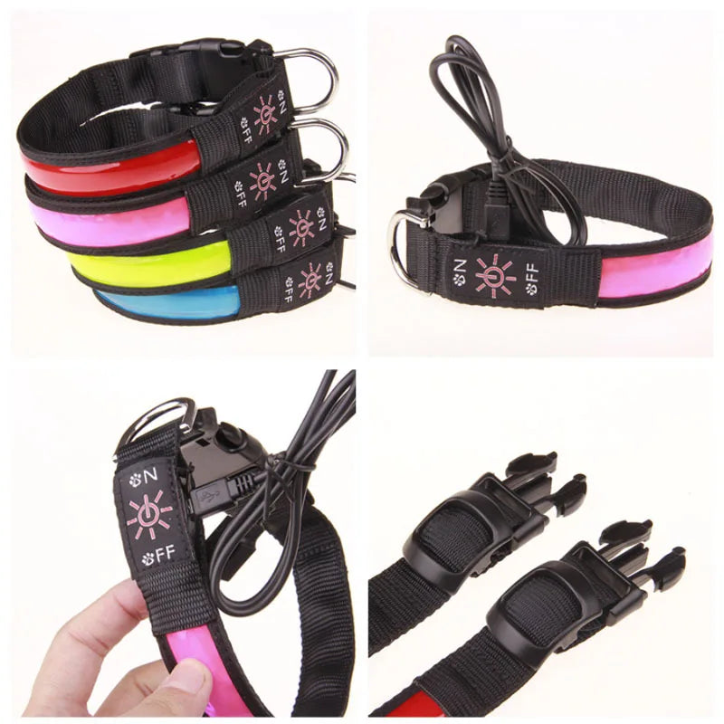collier pour petit chien lumineux avec différentes attaches Image
