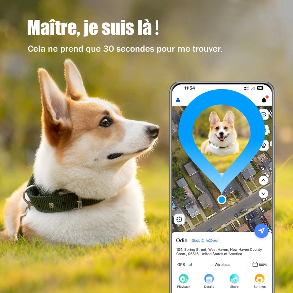 Colliers reperage pour chiens fonction 