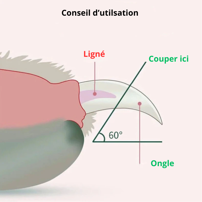 conseils d'utilisation du coupe ongle pour chien de boutiquechien Image