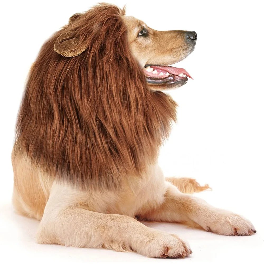 Grand chien de couleur blanc portant une perruque en forme de crinière de lion brune pour chiens. le chien est couché en portant cette perruque de boutiquechien