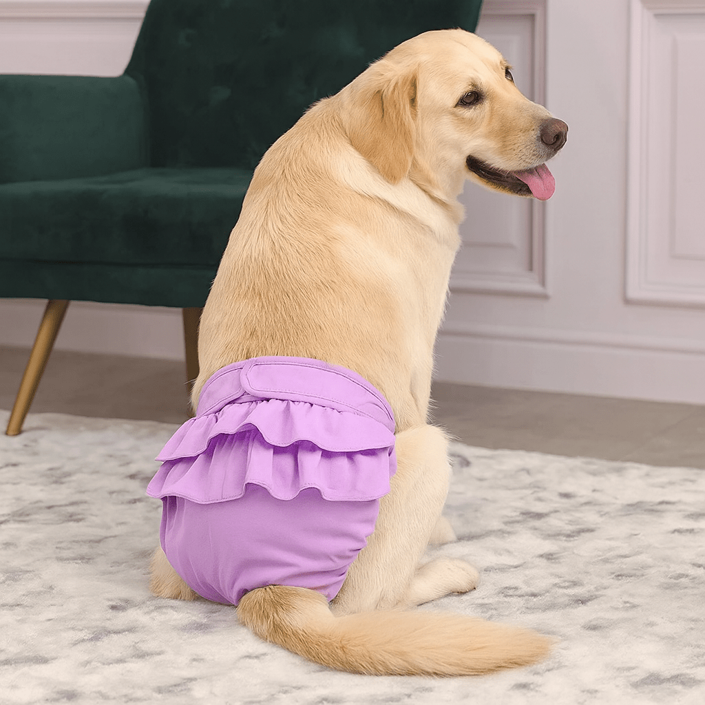 Gros chien de couleur blanc portant une culotte pour chien de couleur rose en forme de tutu. Le chien est assis sur un tapis de couleur blanc avec en fond une chaise verte. Image produit Boutiquechien 
