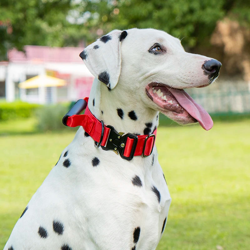Collier gros chien avec poignée sur un dalmatien de couleur noir et blanc dans un parc Image