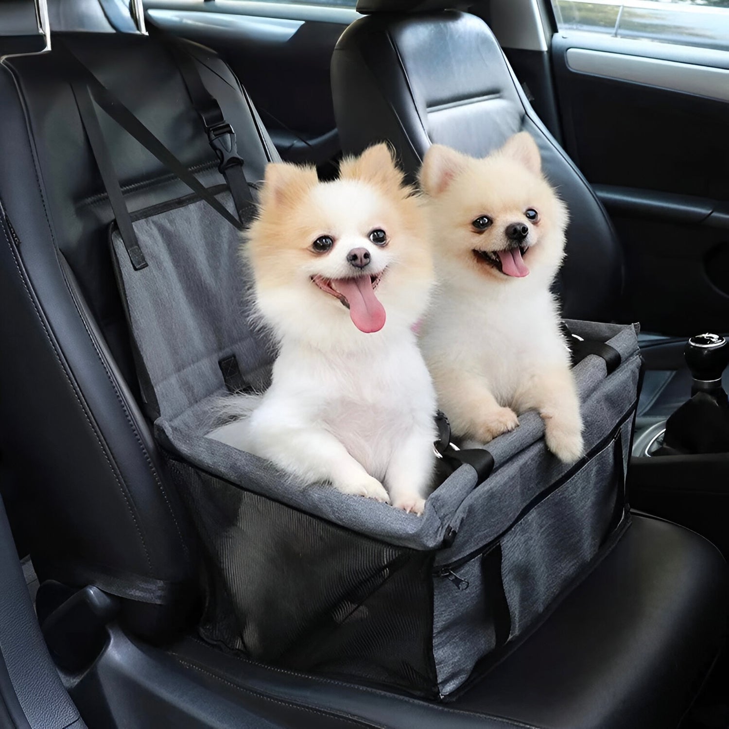 deux petit chien dans un panier de transport pour chien de couleur noir dans un intérieur de voiture de couleur noi. Il y a deux petit chien chien blanc dans le panier pour chien. Image produit Boutiquechien
