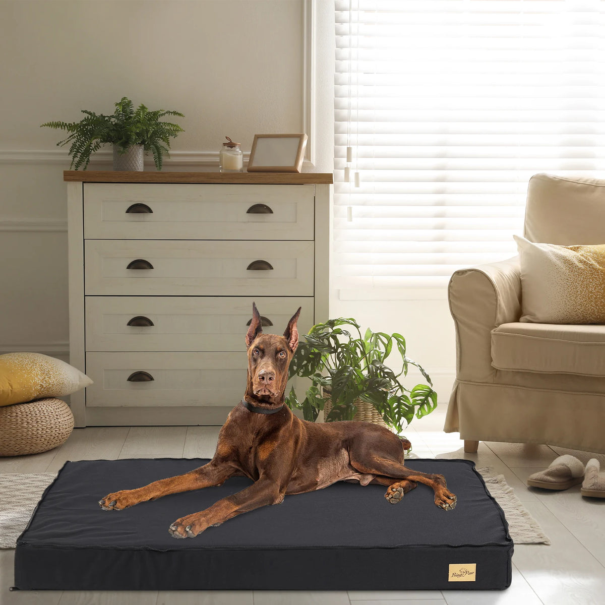 Panier pour chien incontinent avec un doberman dessus Image