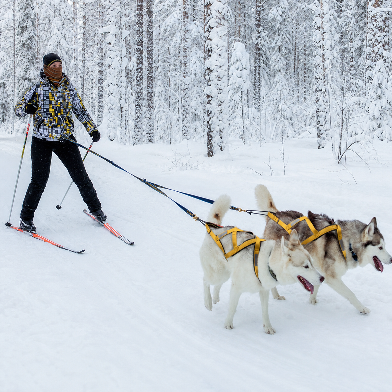 femme faisant du ski avec ses chiens dans la neige blanche  Image