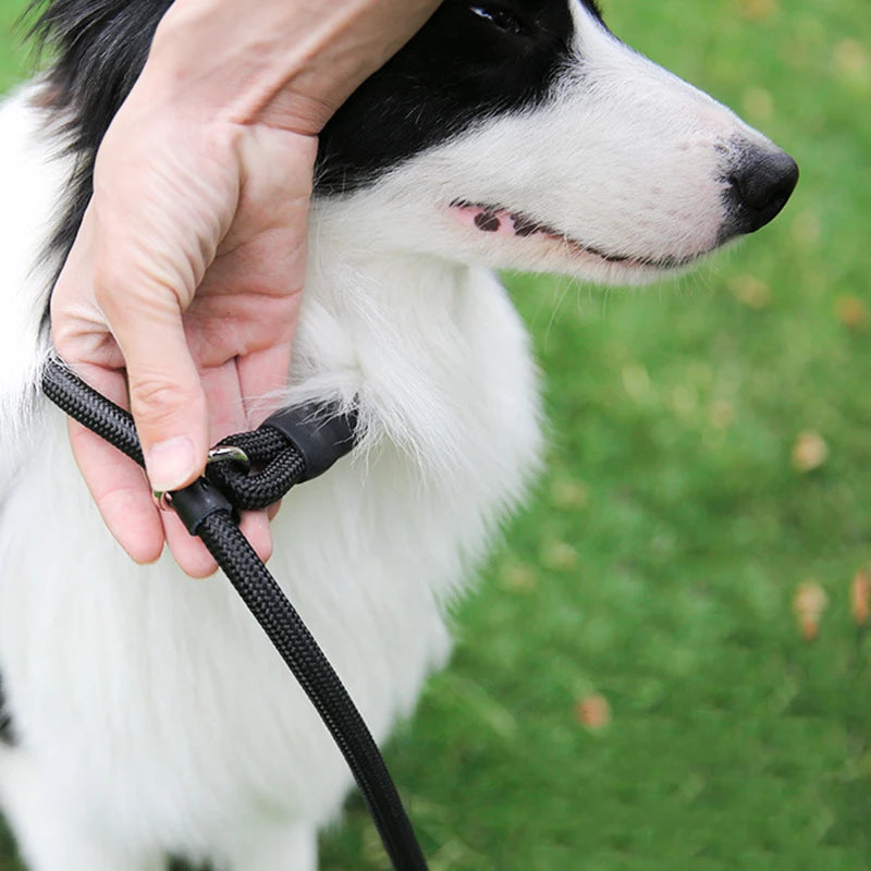 Lasse lasso de couleur noir. Une main montre le fonctionnement de la laisse lasso de couleur noir. Le chien est de couleur blanc et noir. Image produit Boutiquechien 