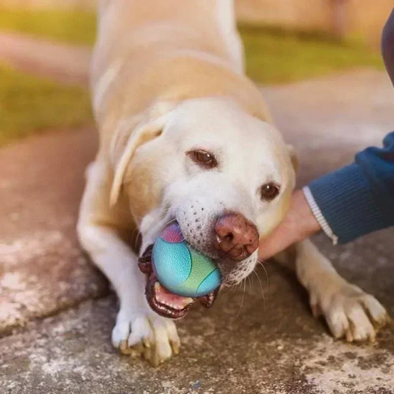 golden retriever de couleur blanc jouant avec son maître avec sa balle indestructible de couleur bleu, vert et rouge. Image produit Boutiquechien