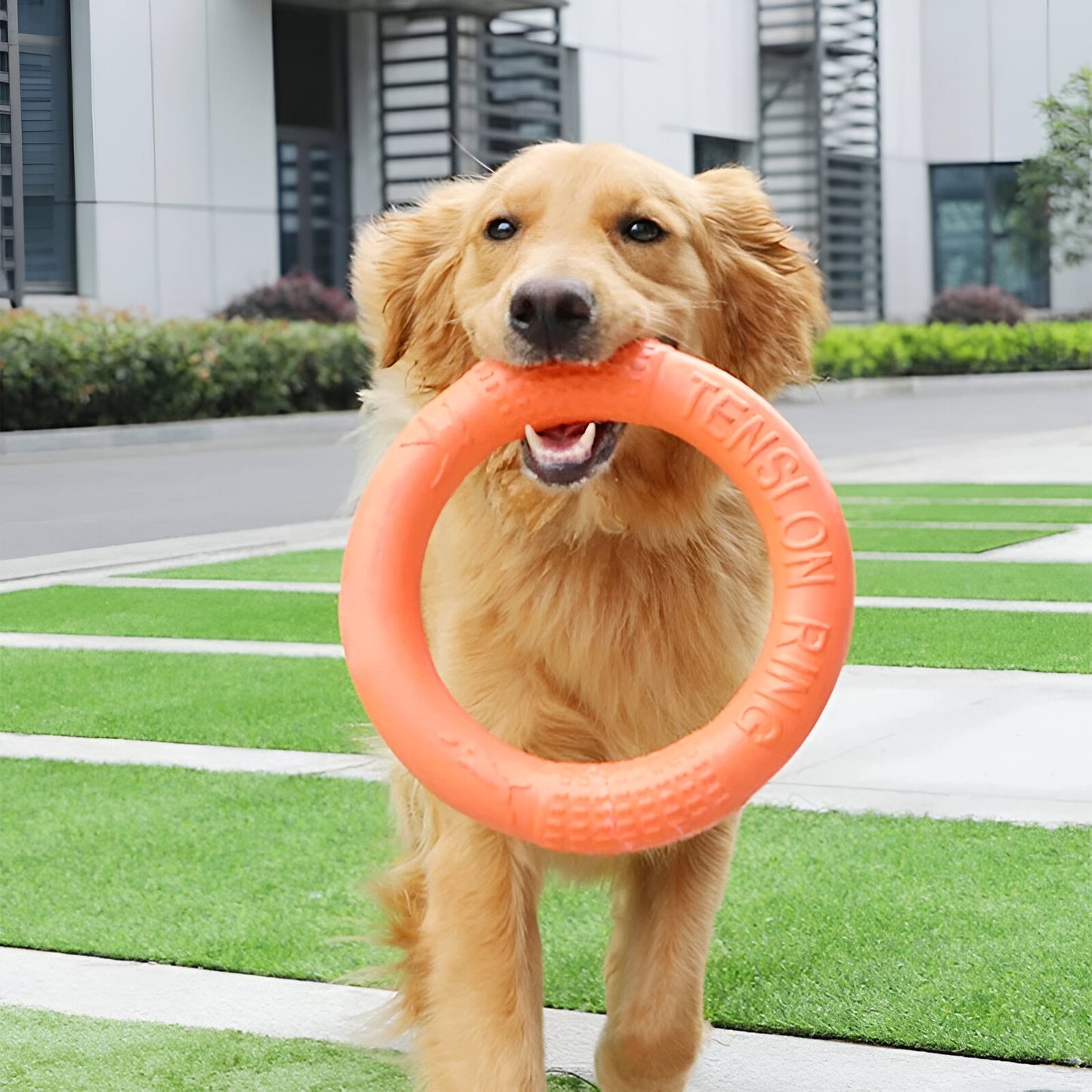 golden retriever avec anneau chien dans la gueule de couleur orange. Image produit Boutiquechien
