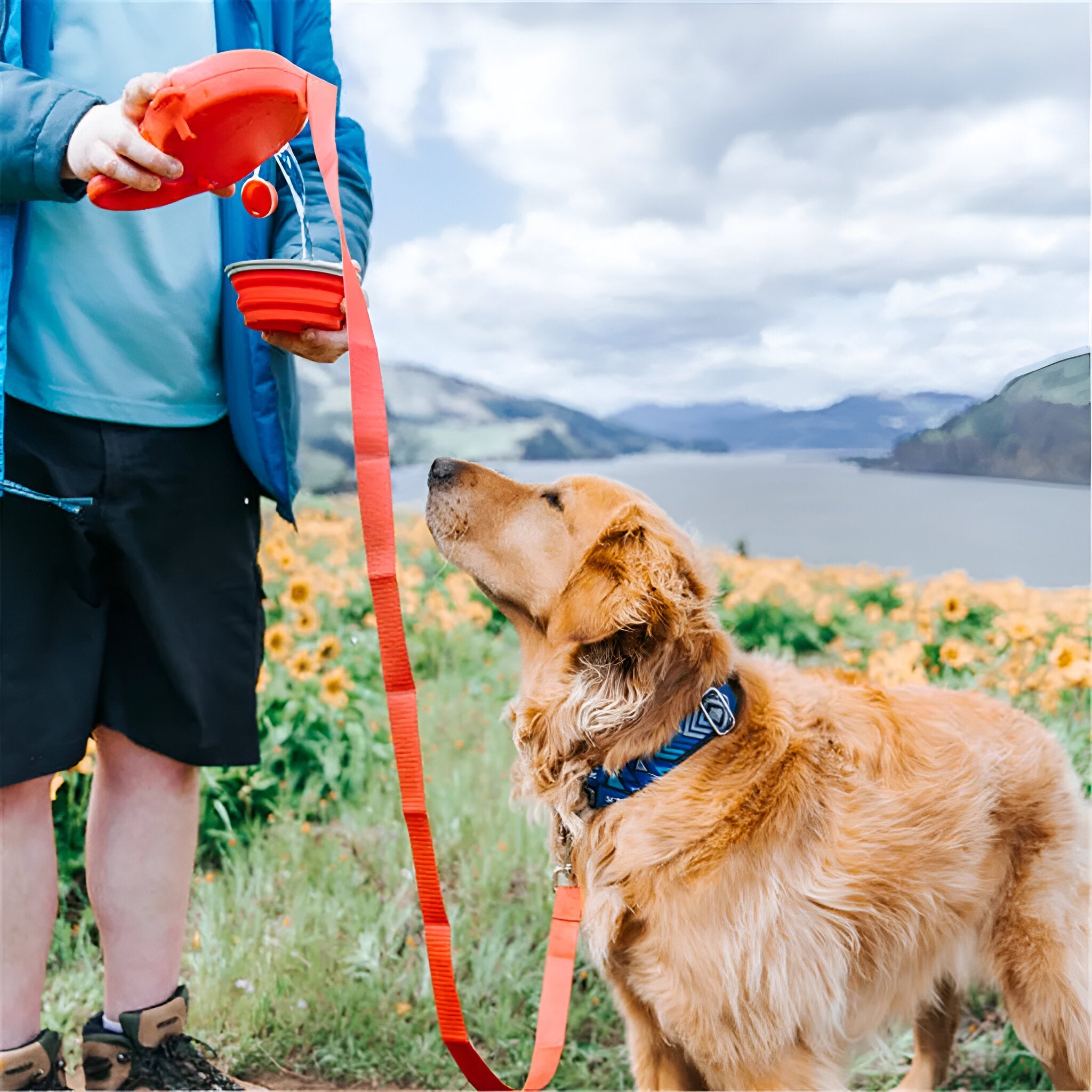Golden retriever de couleur roux marchant sur un sentier de montagne avec en fond un tournesol et une rivière bleu. Le chien attend que son maître lui donne de l'eau avec la laisse enrouleur rouge. Image produit Boutiquechien Image