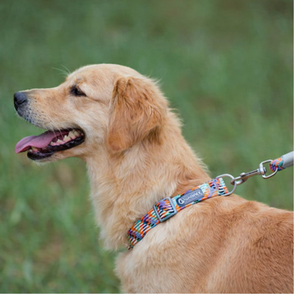 golden retriever de couleur blanc portant un collier chiot golden retriever  Image