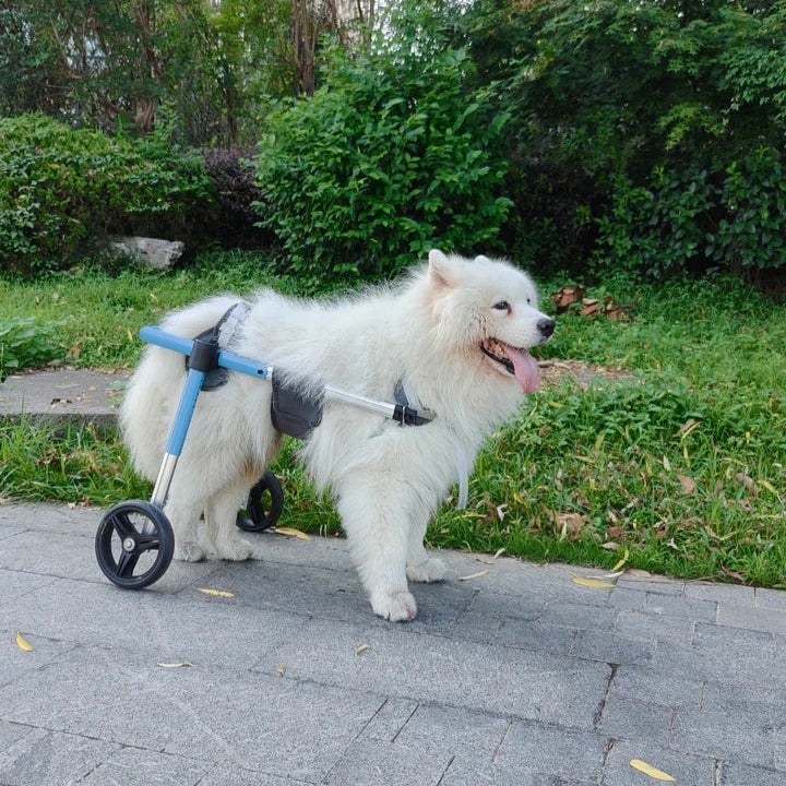 Gros chien de couleur blanc se faisant assisté par son chariot de couleur blanc et gris dans un parc de couleur vert. Image produit Boutiquechien