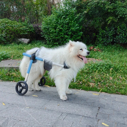 Gros chien de couleur blanc se faisant assisté par son chariot de couleur blanc et gris dans un parc de couleur vert. Image produit Boutiquechien