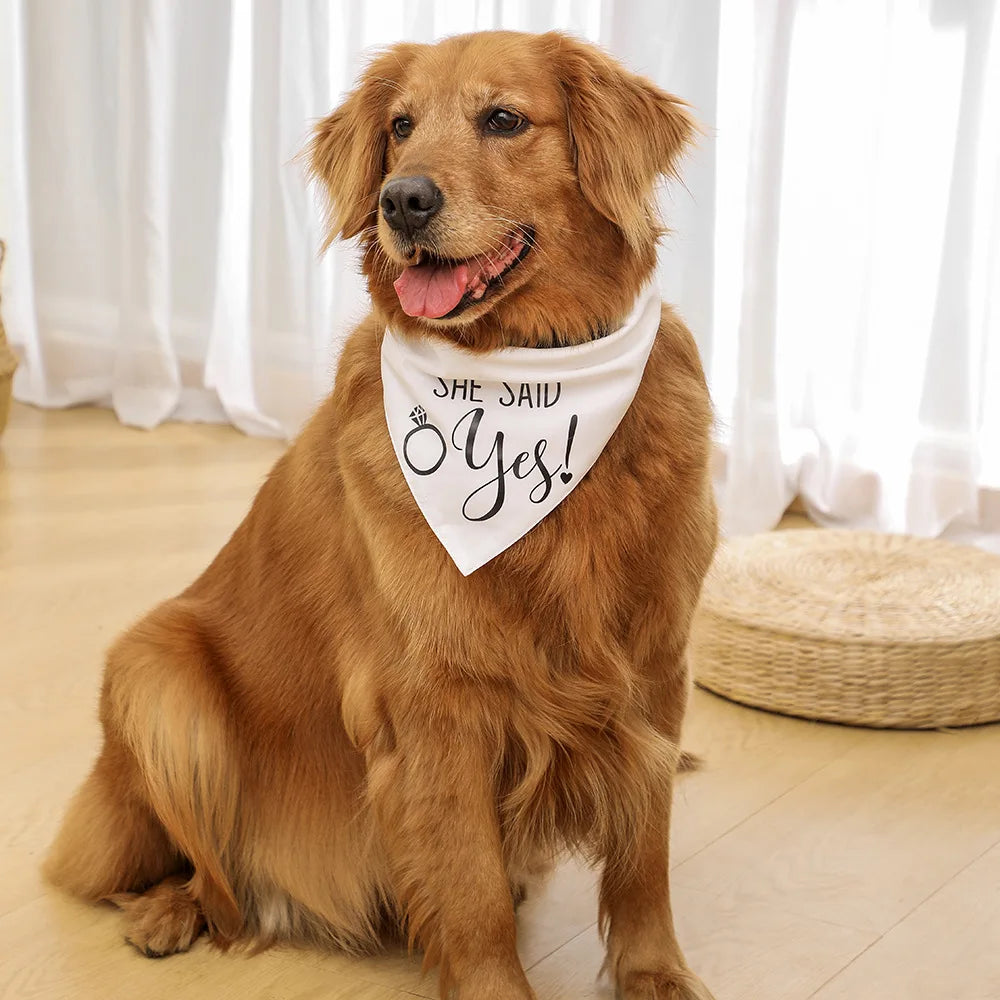 Grand chien de couleur brun portant un bandana pour chien de couleur blanc dans un salon claire de boutiquechien