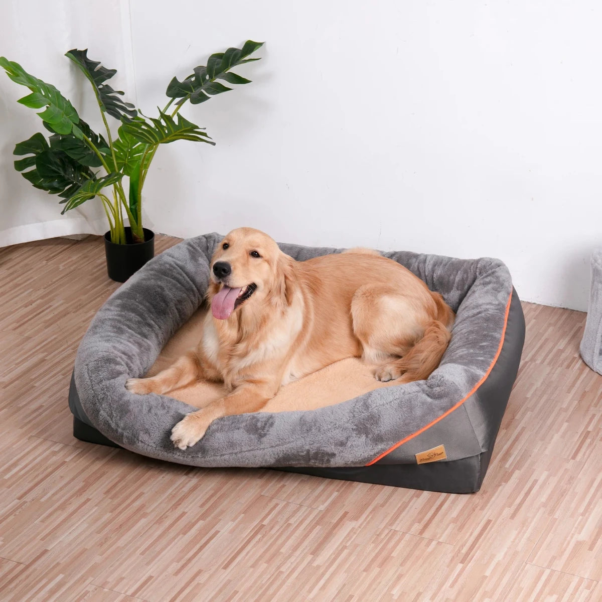 Golden retriever de couleur blanc couché dans son panier chien de couleur gris avec en fond une plante verte. Image produit Boutiquechien
