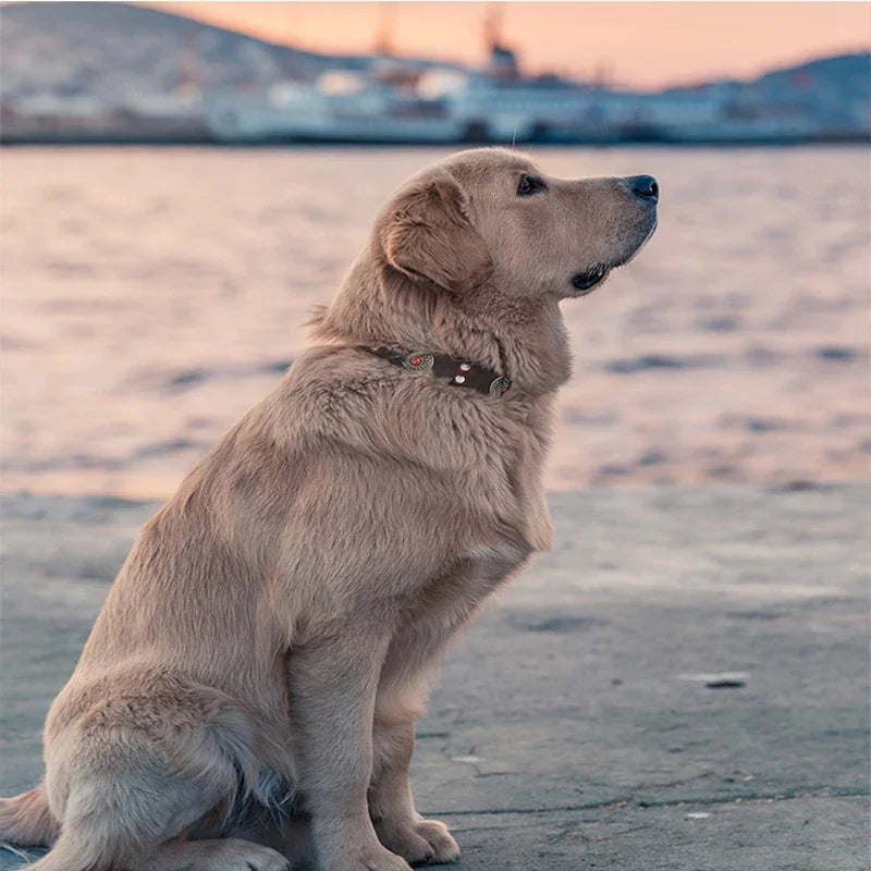 Gros chien de couleur blanc portant un collier chien cuir brun près d'un port Image