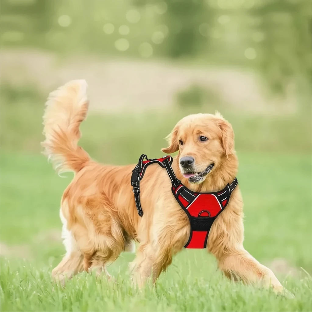 Gros chien de couleur claire portant un harnais gros chien de couleur claire 