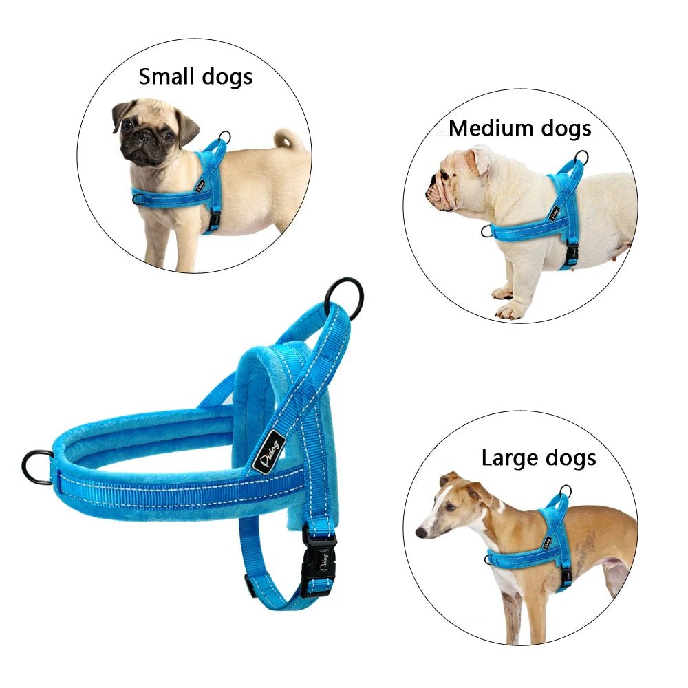 Harnais anti traction chien education sur des chiens 