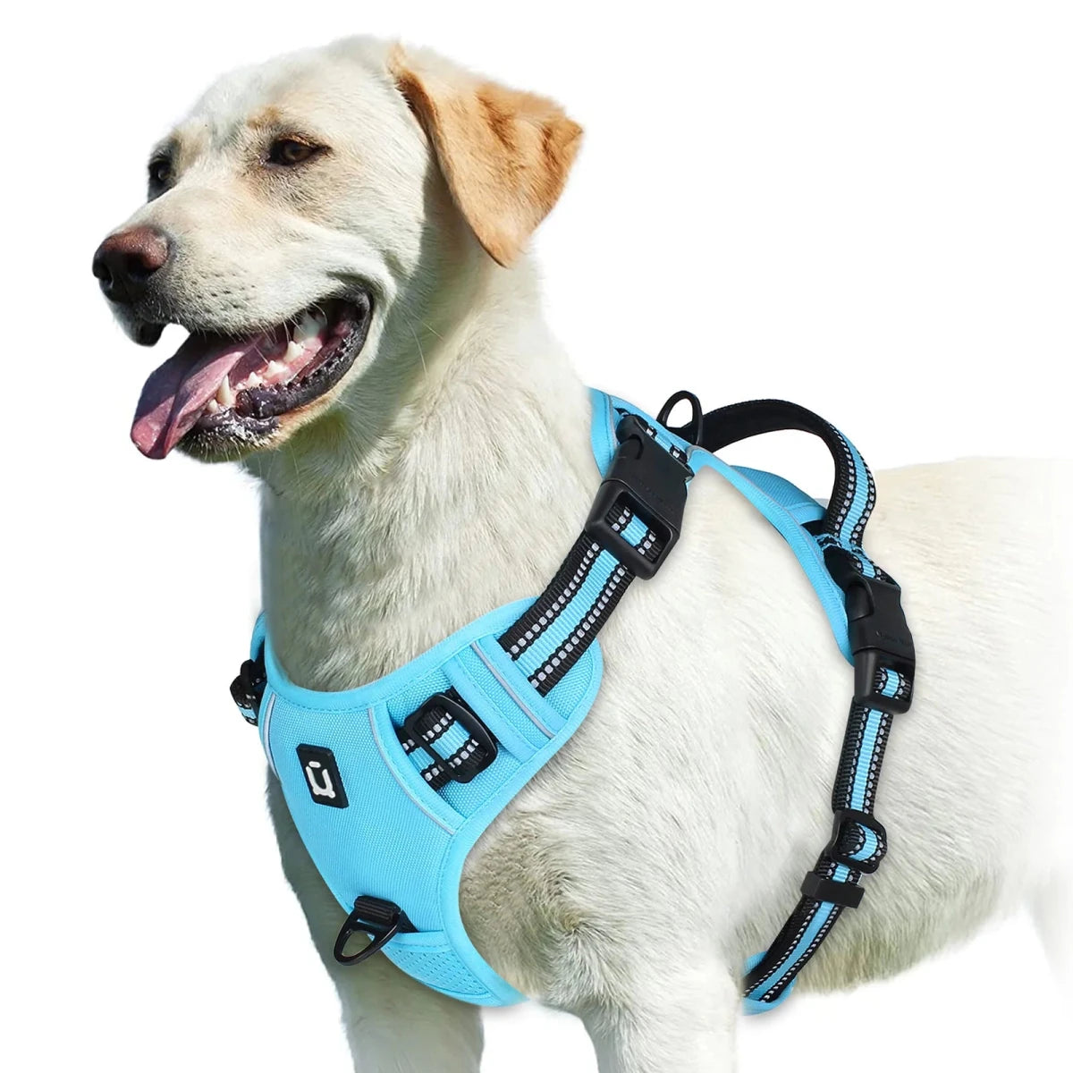 Harnais bouclier pour gros chien de couleur bleu et noir sur un gros golden retriever de couleur blanc
