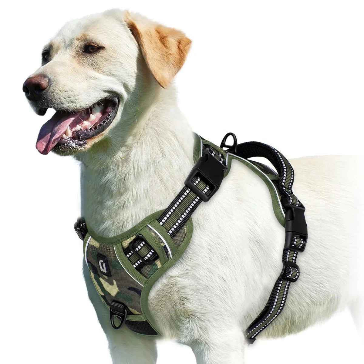 Harnais bouclier pour gros chien de couleur camouflage vert de boutiquechien sur un gros golden retriever