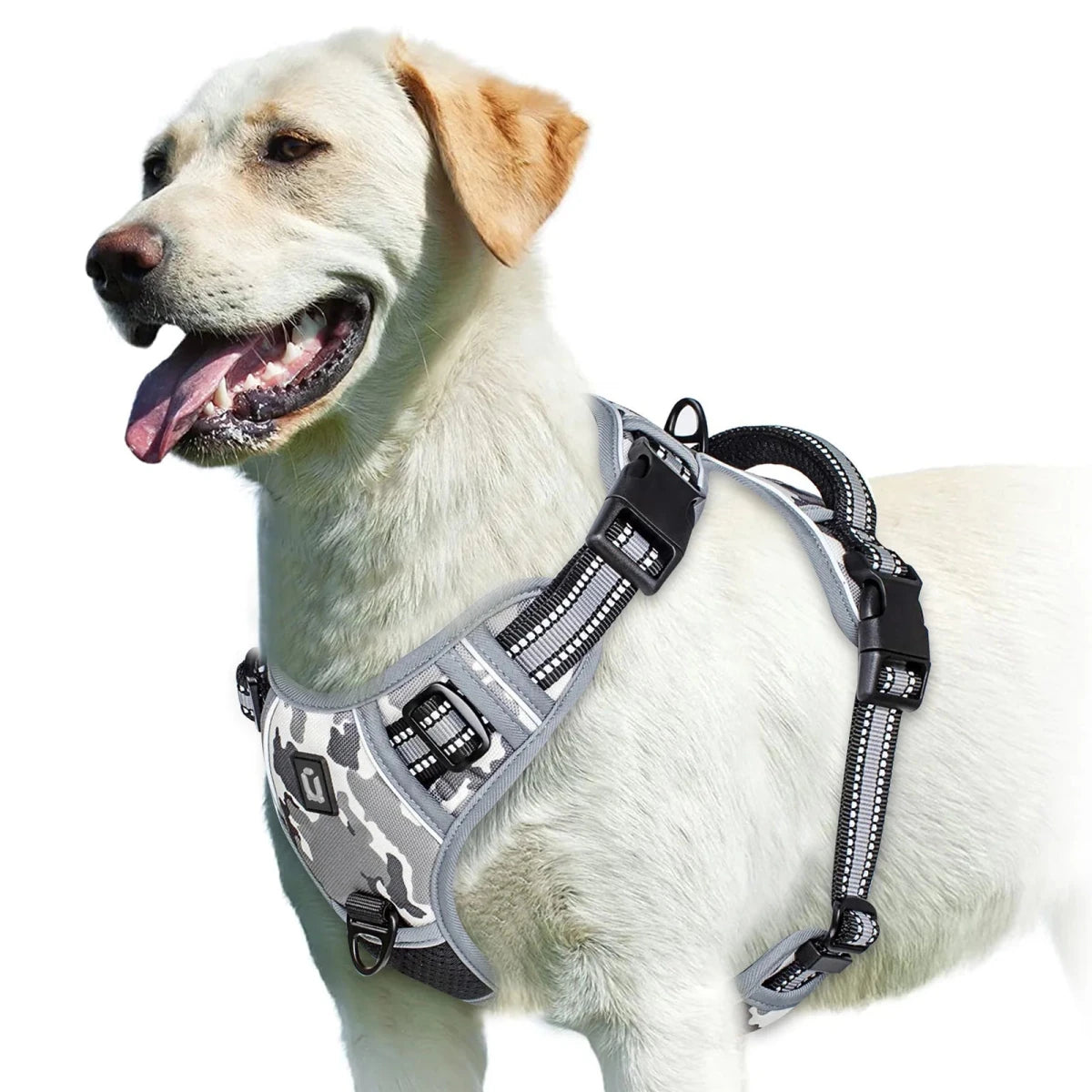 Harnais bouclier pour gros chien de couleur gris camouflage de boutiquechien sur un gros golden retriever de couleur blanc