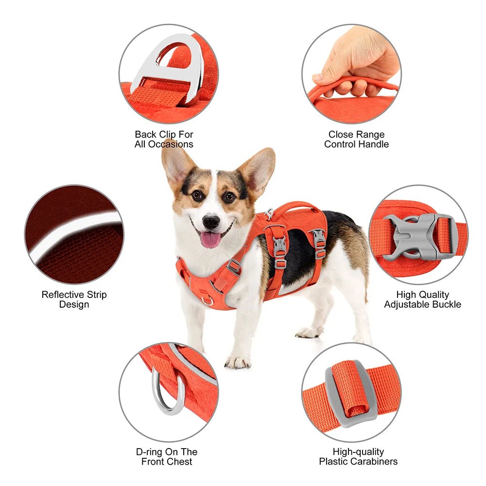 Harnais chien avis veterinaire avantages