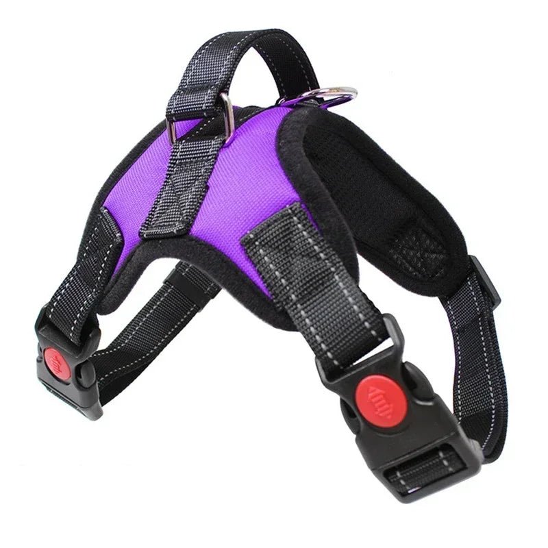 harnais chiot de couleur violet et noir avec des rappels rouge