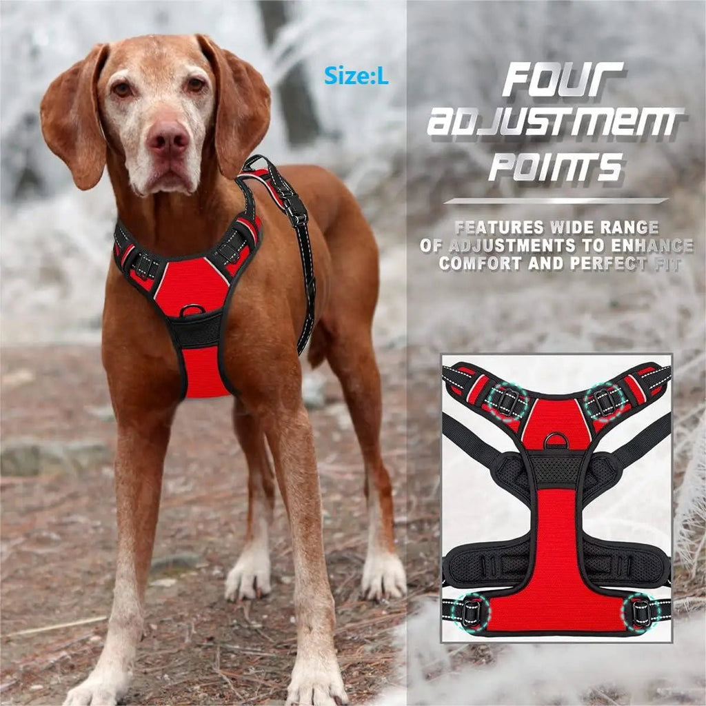 Harnais chiot jack russel avec chien brun
