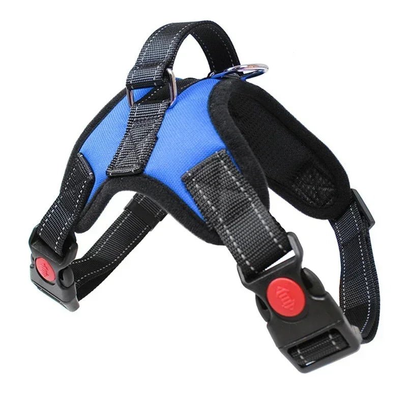 Harnais chiot shih tzu de couleur bleu avec des rappels noir et rouge 