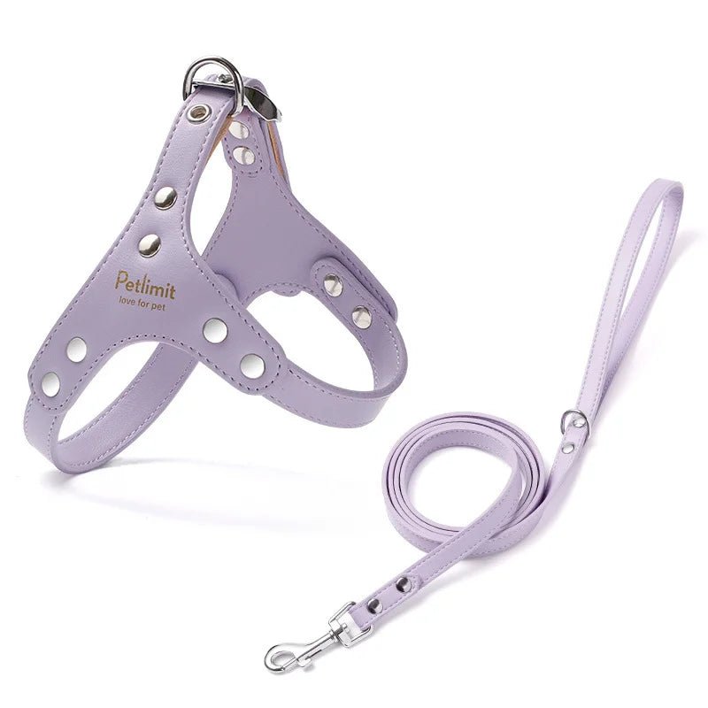 Harnais de luxe pour petit chien en lot avec laisse de boutiquechien
