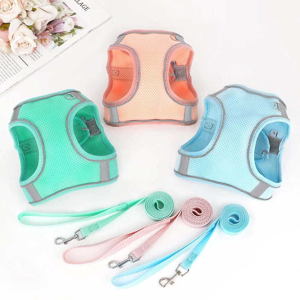 Lot total de harnais pour chihuahua de couleur vert, bleu et orange avec les laisses assortie. Image produit Boutiquechien