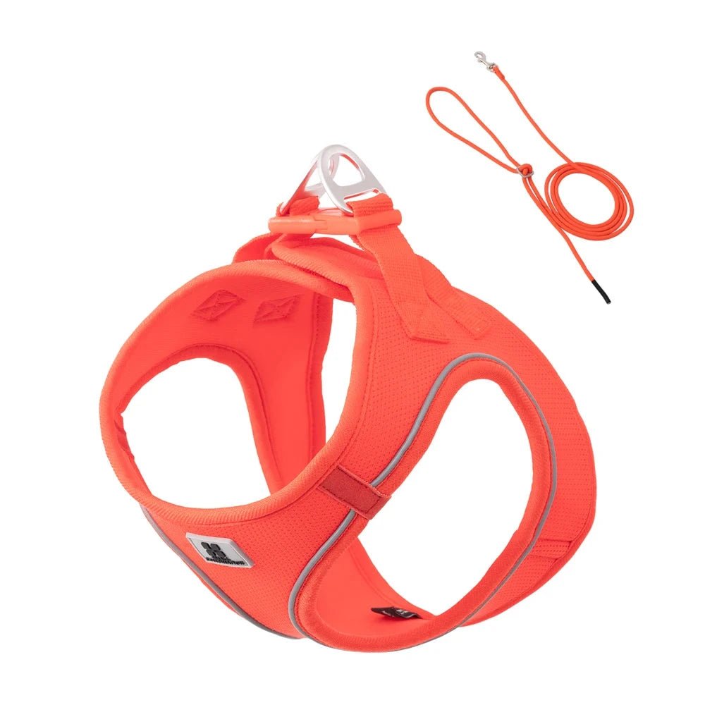 harnais et laisse de couleur orange pour chiot de boutiquechien
