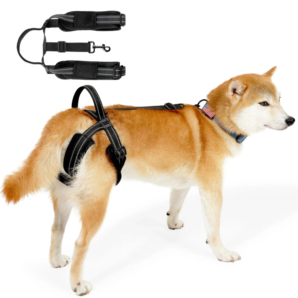 Harnais gros chien avec poignée train arrière sur un shiba claire