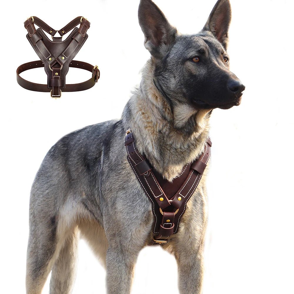 Harnais luxe pour chien sur un chien de couleur claire 