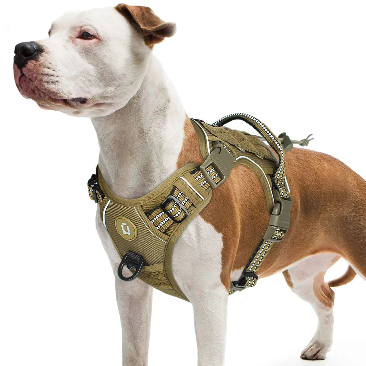 Chien portant le harnais chien kaki. Le chien est de couleur brun et blanc. Image produit Boutiquechien